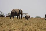 TANZANIA - Serengeti National Park - 047